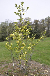 Magnolia x 'Yellow Bird' — photo 6